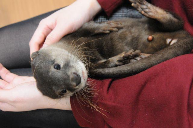 「コツメイト」のコツメカワウソ。５本指に粒のような爪が生えている（撮影：岩下明日香）