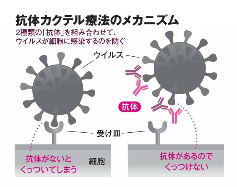 抗体カクテル療法のメカニズム（AERA　2021年9月6日号より）