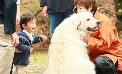 〈皇室の子育て〉ふわふわの白い大型犬にそっと手を伸ばす悠仁さま　生命への関心を育んだ赤坂御用地の「ナゾの生物」