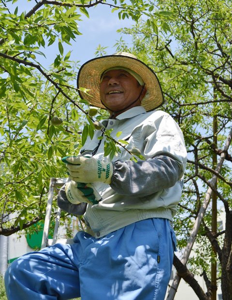 東洋ナッツ食品の“花咲かじいさん”こと中野さん。アーモンドの木の管理に毎日忙しい