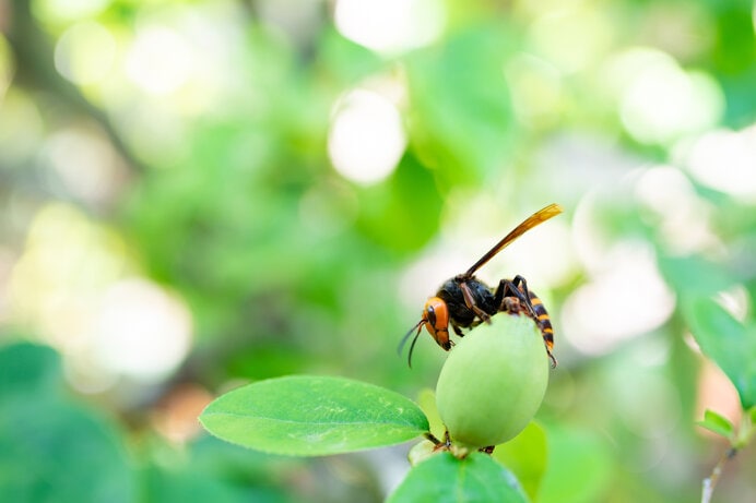 オオスズメバチの成虫は意外なことに花蜜・樹液と幼虫の分泌液のみを食べる植物食です