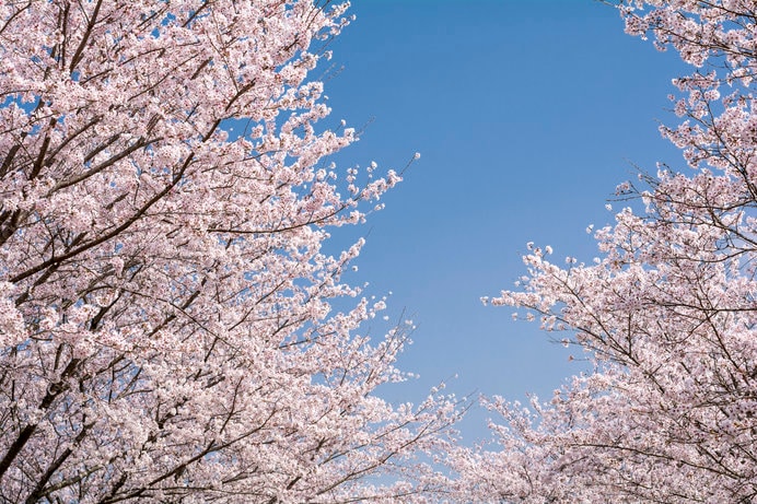 桜のトンネルをくぐれば、一気に春がやってくる♪