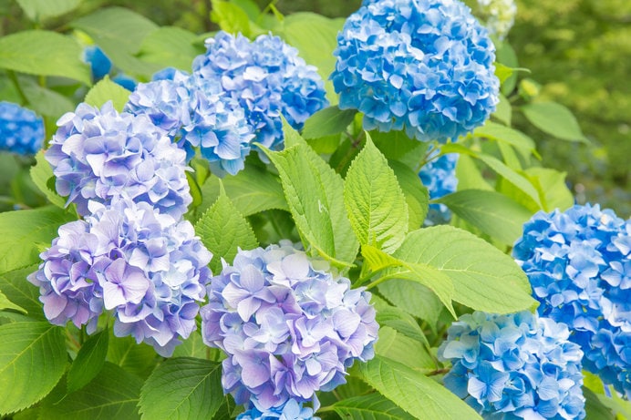 藍色の花の集合体である紫陽花は、夏の花の代名詞のひとつです！