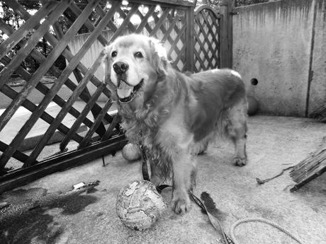 写真・図版（1枚目）| 第1207回　えっへん　ぼくは「名犬エレナ号」