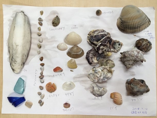 海岸で見つけた貝などを拾い、図鑑で調べてみるのもおもしろい　写真提供：NACS-J