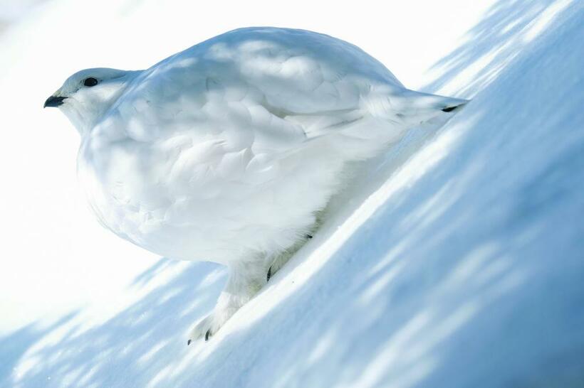 撮影距離約2メートルで水越武さんが写した真っ白な冬毛のライチョウ。脚までたっぷりと毛に覆われたこの鳥の特徴を写しとっている■富士フイルム X-Pro2・XF50-140mmF2.8 R LM OIS WR・ISO500・絞りf5.6・AE