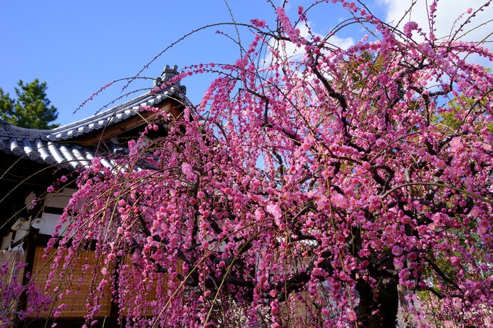 菅原天満宮の梅の花