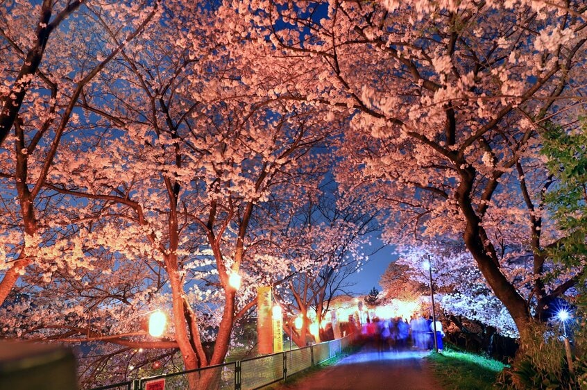 今年は「倒木の恐れ」で中止になった海蔵川の桜まつり、過去の様子。美しい桜が印象的だ(三重県四日市市)=同市観光協会提供