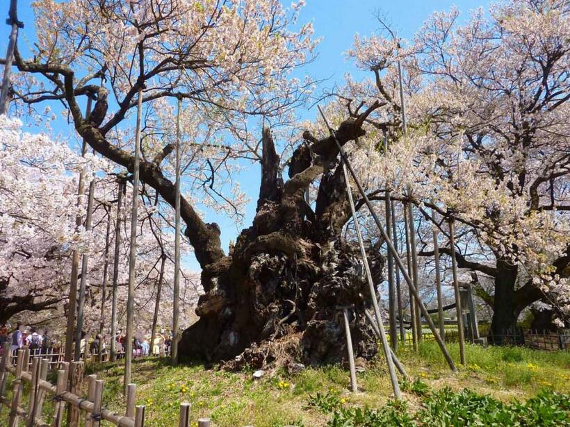 神代桜