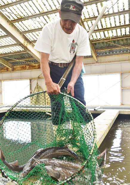 組合ではチョウザメの飼育にも取り組み、瓶詰キャビアや魚しょうなどを販売する