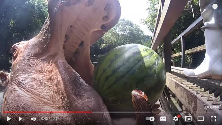 長崎バイオパークのYouTube動画「カバのスイカまるごとタイム」。1.6億回再生されている