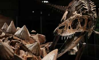 アンキロサウルス類 “最高化石”が日本初上陸
