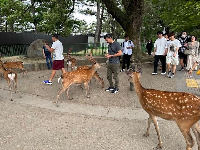 シカせんべいを与える観光客