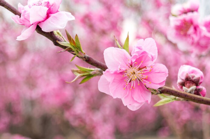 「桃」の花「梅」「桜」との違いわかりますか？