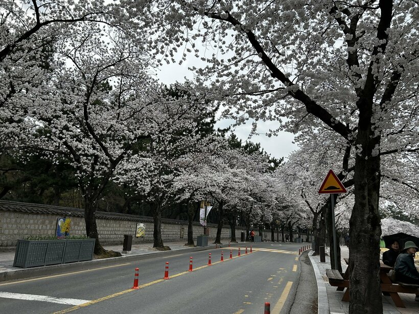 「車で30分走っても桜並木ですよ」というガイドさんを最初は疑ったが、本当だった。こちらはファンニダンギル周辺