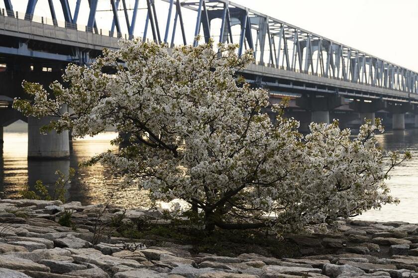 東京都・葛西臨海公園の外れ、旧江戸川の河口付近で見つけた1本の桜。偶然にも満開だった