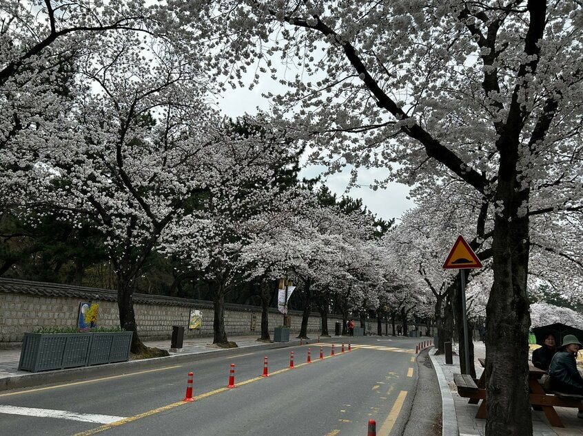 「車で30分走っても桜並木ですよ」というガイドさんを最初は疑ったが、本当だった。こちらはファンニダンギル周辺