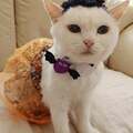 猫も血糖値にご用心! ペット栄養管理士が教える「食事の注意点」