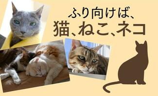 振り向けば、猫、ねこ、ネコ