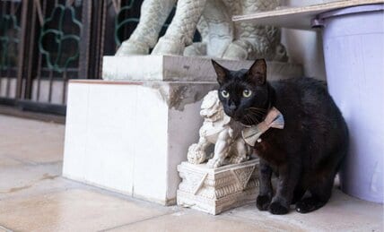 シンガポールの黒猫さん「いつか必ず師匠のような立派な門番にボクはなる！」【沖昌之】