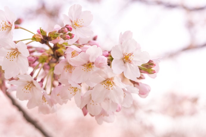 人々はなぜ、こんなにも桜に惹かれるのでしょう！