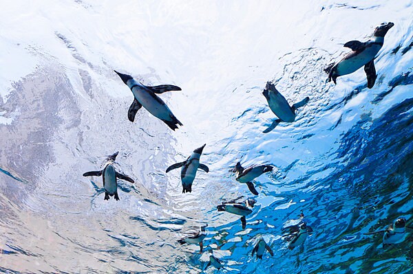 世界初展示「空飛ぶペンギン」