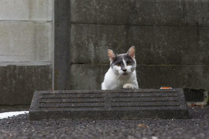 Canon EOS-1D X・f/4・1/400秒・ISO2000(撮影/猫写真家・沖昌之)