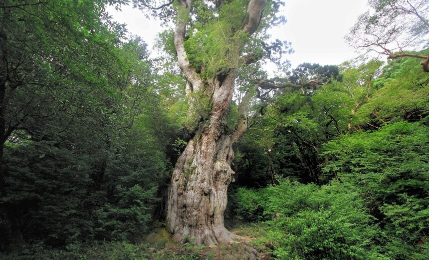 自然遺産の屋久島（鹿児島）