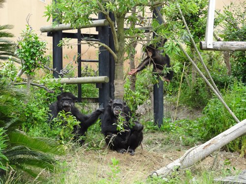 日立市かみね動物園　「チンパンジーの森」の植樹祭と群れづくり