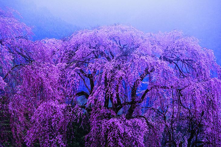 朝もやに包まれた白津の桜
