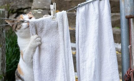 洗濯物を干すミケ猫「ここをピンと張って……今日はいそがしい日ニャ」【沖昌之】