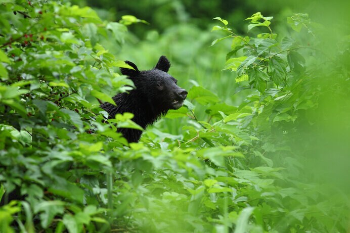 クマは日本列島の広大な森に寄り添い生きてきました