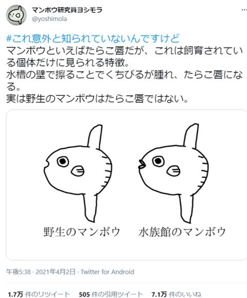 話題になったマンボウ研究員ヨシモラ（＠yoshimola）氏によるツイート。（C）マンボウ研究員ヨシモラ