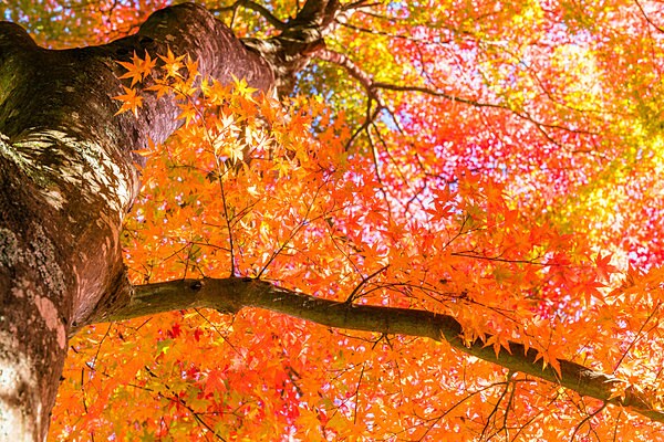 紅に染まる日本の秋は美しいですね