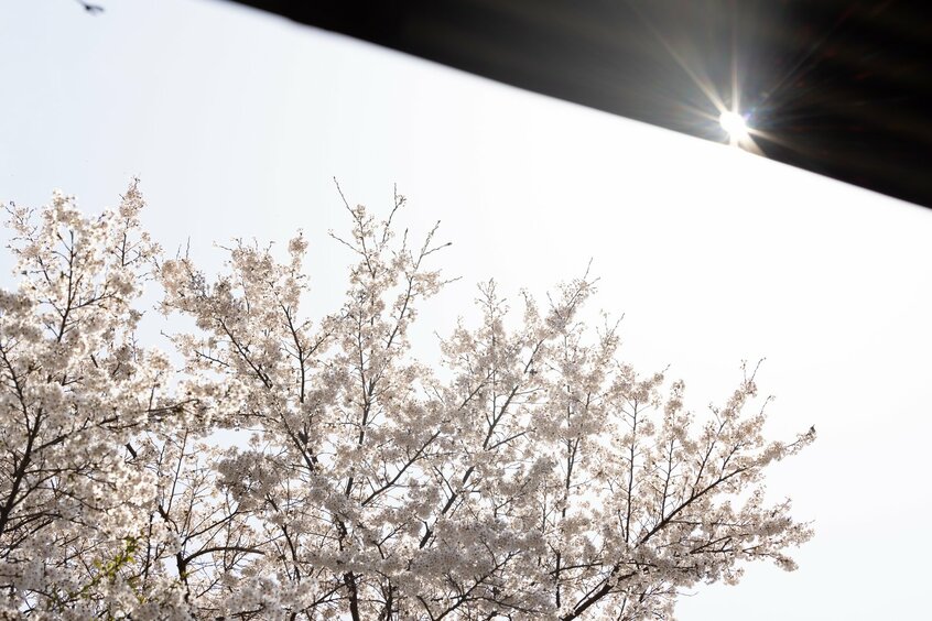 東出さんの住む小屋には、蜂の巣ができていた。「1年で亡くなるので、今いる蜂は去年巣立った子どもたちだと思います。実家の思い出をたどってまたここに来るんでしょうね」/撮影・上田泰世(写真映像部)
