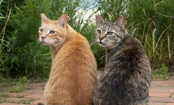 【沖昌之】息ぴったりの兄妹ねこ「こちらが国宝、『見返り美猫図』です」