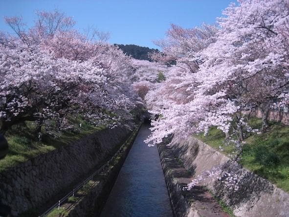 漱石が大津から舟で下った琵琶湖疎水。2009年4月に筆者が訪れたときには、両岸の桜並木が満開だった（写真・筆者撮影）