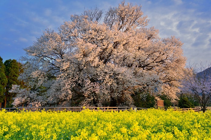 樹齢400年余り、樹高14m、枝張東西32m、南北26mの山桜、一心行の大桜