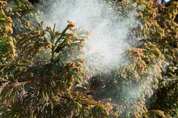 花粉症の約70％を占めているといわれる「スギ花粉」