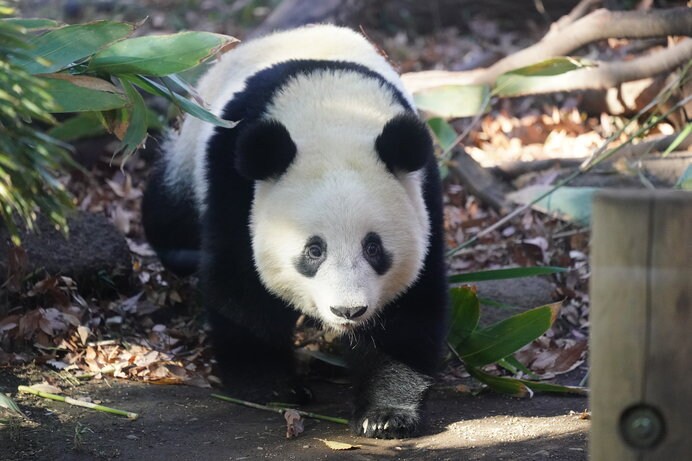 上野動物園の人気者、ジャイアントパンダ