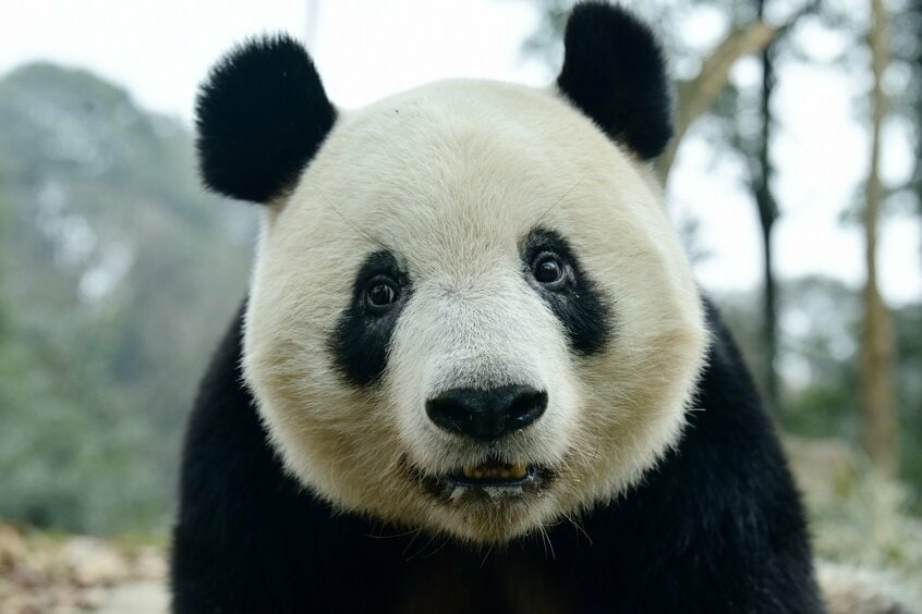 中国に返還されたシャンシャン。(中国ジャイアントパンダ保護研究センター/日本パンダ保護協会)