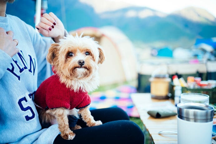 愛犬とのキャンプ体験を楽しむためのノウハウを学びましょう