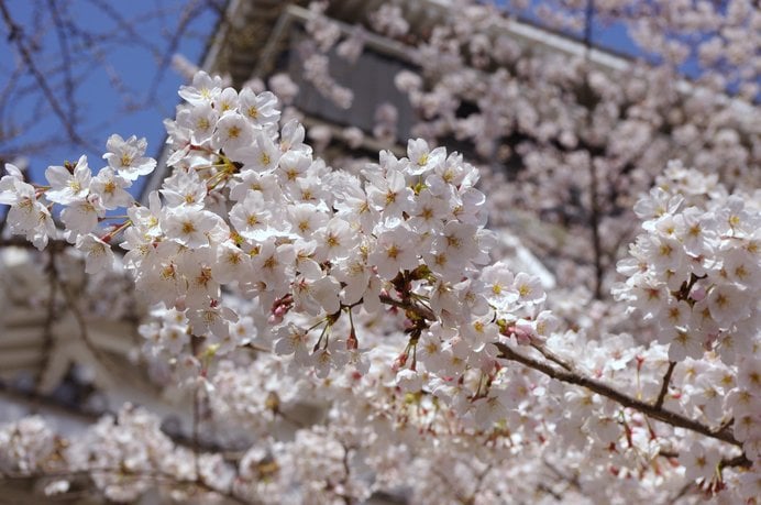 桜越しに臨む、小倉城。小倉城庭園の散策もぜひ！