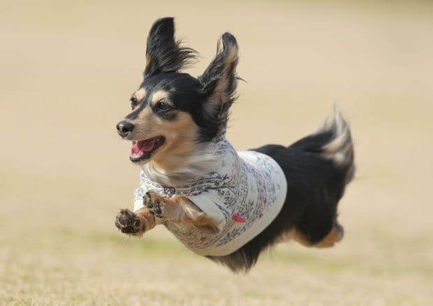 犬が４本の足をぴんと伸ばして飛ぶ姿をとらえた「飛行犬」写真。こちらは２０１６年飛行犬大賞に選ばれた福田ぬぅちゃん（飛行犬撮影所提供）