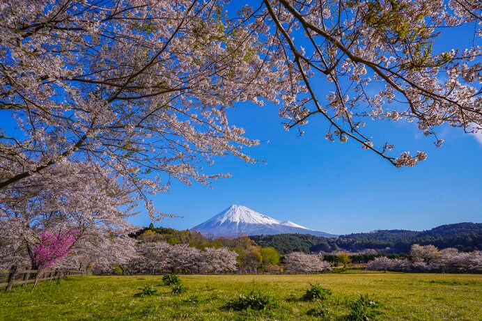 静岡県・桜と富士