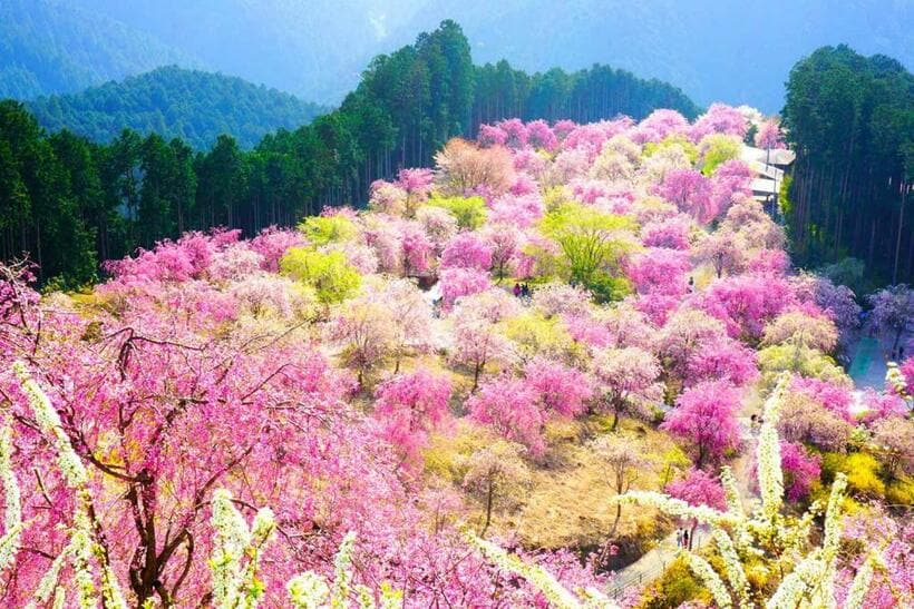 吉野山・吉水神社から望む一目千本桜