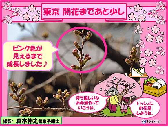 東京　桜の開花まであと少し（３月１９日）
