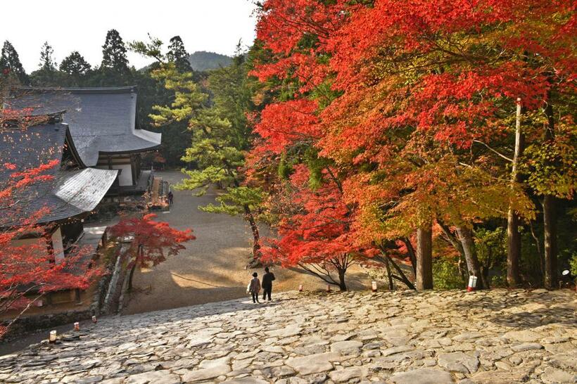 神護寺　（撮影／星野佑佳）