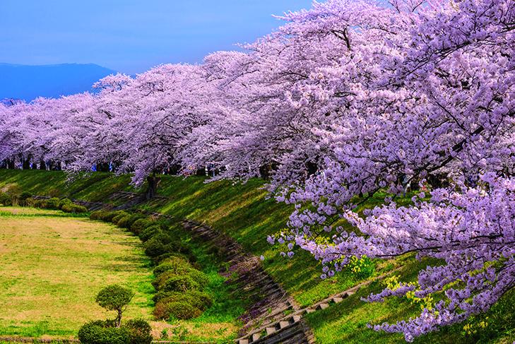 桧木内川堤の桜並木