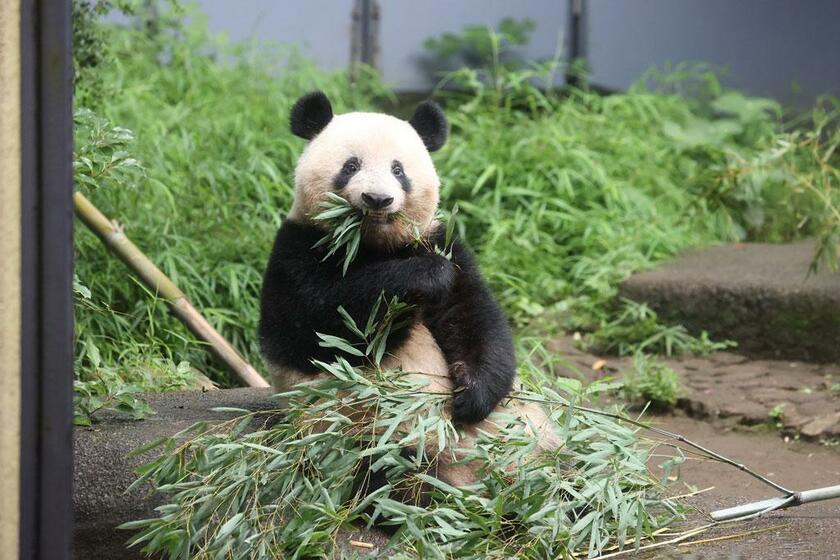 別れの時が近づくにつれ、シャンシャンの観覧は２１０分待ちに